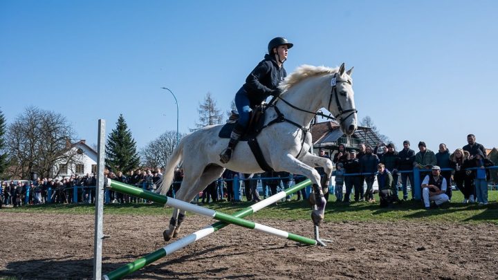 Gratka dla miłośników i hodowców koni.