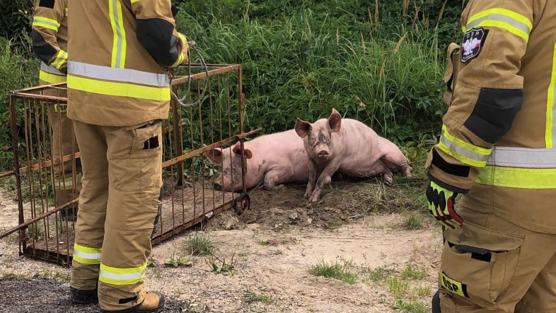 Świnki uciekły z chlewika – interweniowali strażacy.