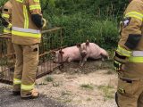 Świnki uciekły z chlewika – interweniowali strażacy.