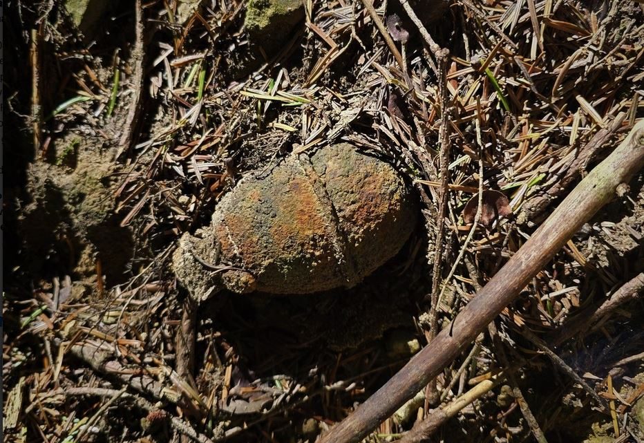 Podczas zbierania grzybów znalazł granat.