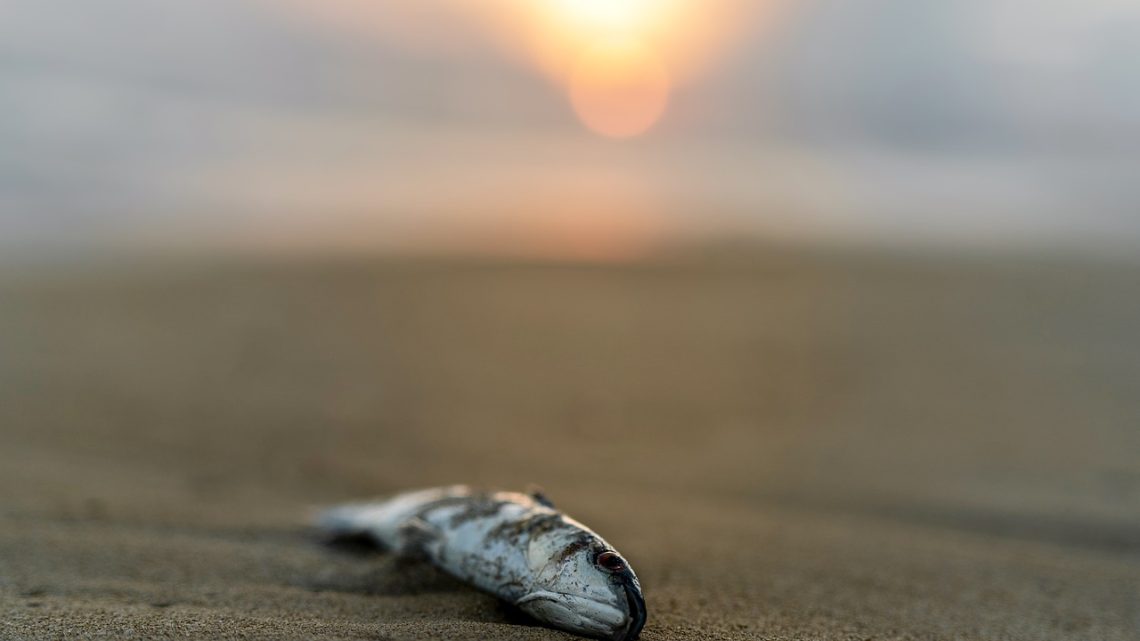 Śnięte ryby na brzegach rzeki Wisły – stanowisko WIOŚ.