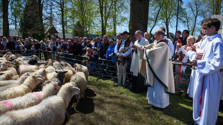 2 mln złotych na wypas kulturowy owiec od Województwa Małopolskiego.