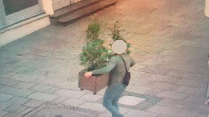 „Miłośnik przyrody” w Rynku Głównym.