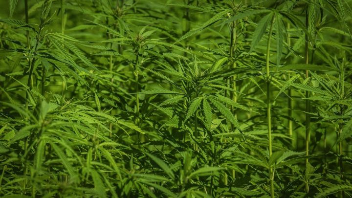 Policjanci z Proszowic zlikwidowali nielegalną plantację konopi ukrytą w polu kukurydzy.
