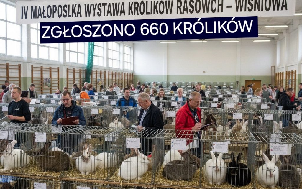 Wiśniowa stolicą królików – zakończyła się IV Małopolska Wystawa Królików Rasowych.