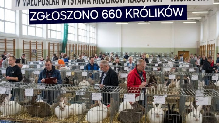Wiśniowa stolicą królików – zakończyła się IV Małopolska Wystawa Królików Rasowych.