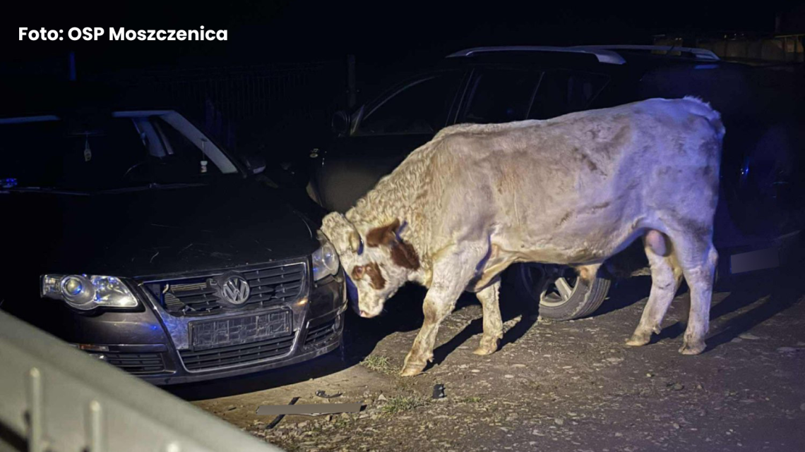 Agresywne byki w Moszczenicy. Jedna osoba trafiła do szpitala!
