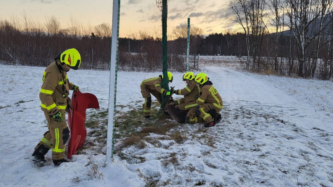 Uwięziony jeleń uratowany przez strażaków z OSP Kobiernice.