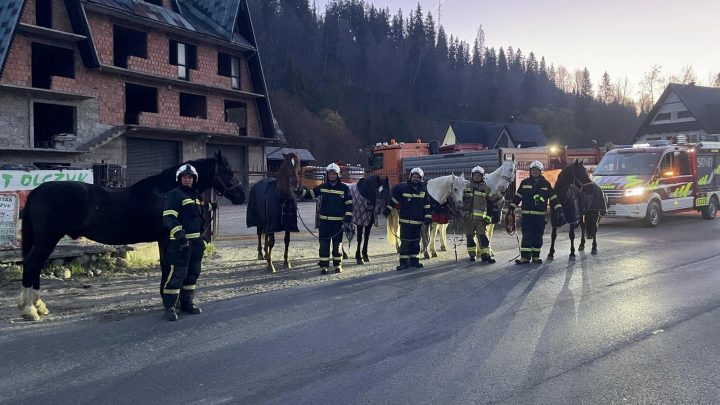 Nocna interwencja strażaków: sześć koni na drodze w rejonie Kośnych Hamrów.