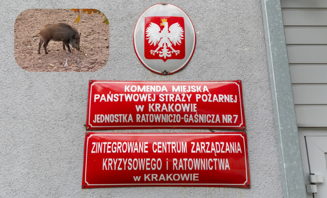 Kraków walczy z plagą dzików. Będzie więcej odłowni i odstrzałów.