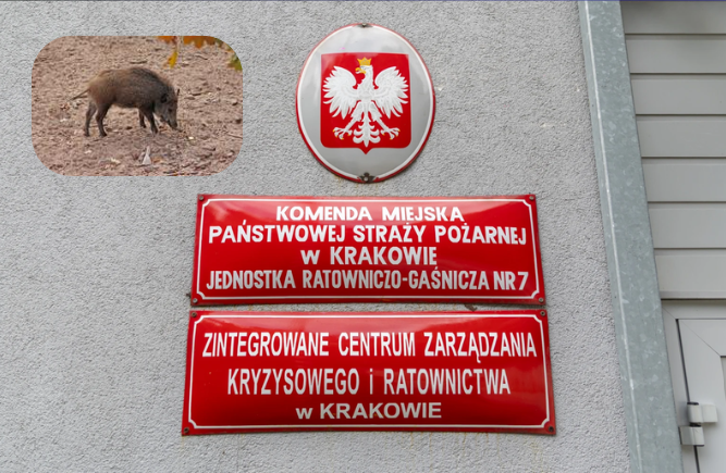 Kraków walczy z plagą dzików. Będzie więcej odłowni i odstrzałów.