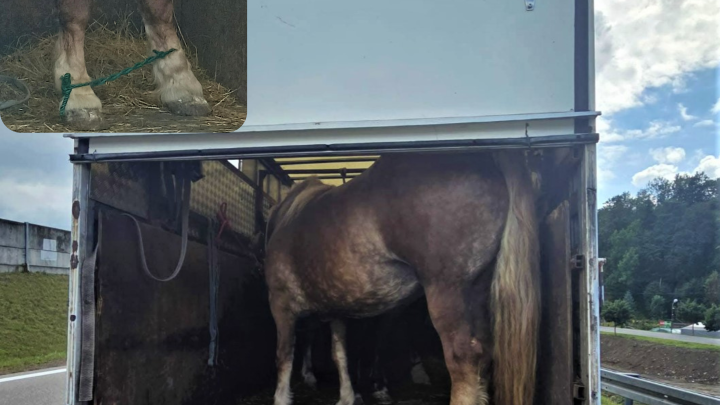 Konie przewożone w skandalicznych warunkach. Policja zatrzymała transport.