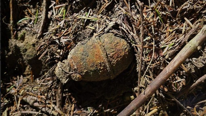 Podczas zbierania grzybów znalazł granat.