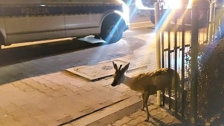 Ratowali koziołka, który utknął w ogrodzeniu.