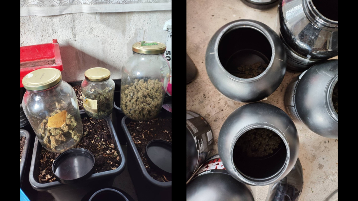 Policja zlikwidowała nielegalną plantację marihuany w powiecie krakowskim. Policja zlikwidowała nielegalną plantację marihuany w powiecie krakowskim.