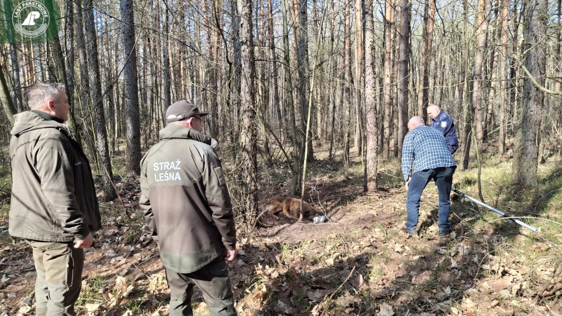 Leśniczy natrafił na dramatyczną scenę w lesie. Pies był bliski śmierci.