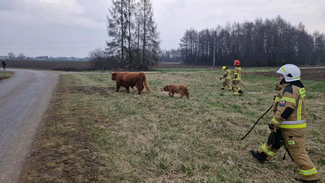 Byki wymknęły się spod kontroli. Akcja służb w Gosławicach!