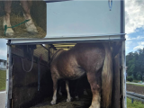 Konie przewożone w skandalicznych warunkach. Policja zatrzymała transport.